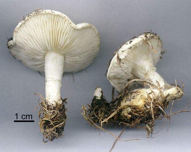 Calocybe constricta